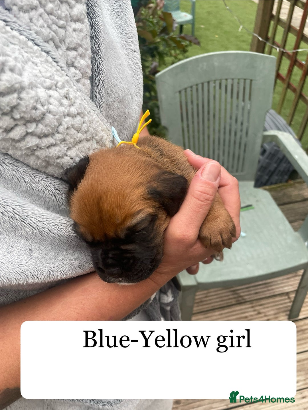 Boxer dogs for sale: Bunch of Boxer Babies - Image 11