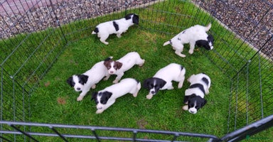 English Springer Spaniel dogs - Advert 14