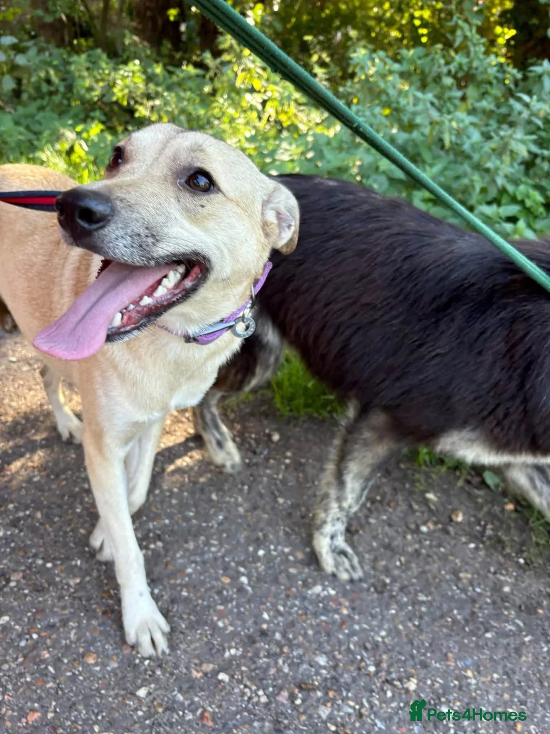 Mixed Breed dogs for adoption: Ivy - Norwich Norfolk  in Norwich - Advert 2