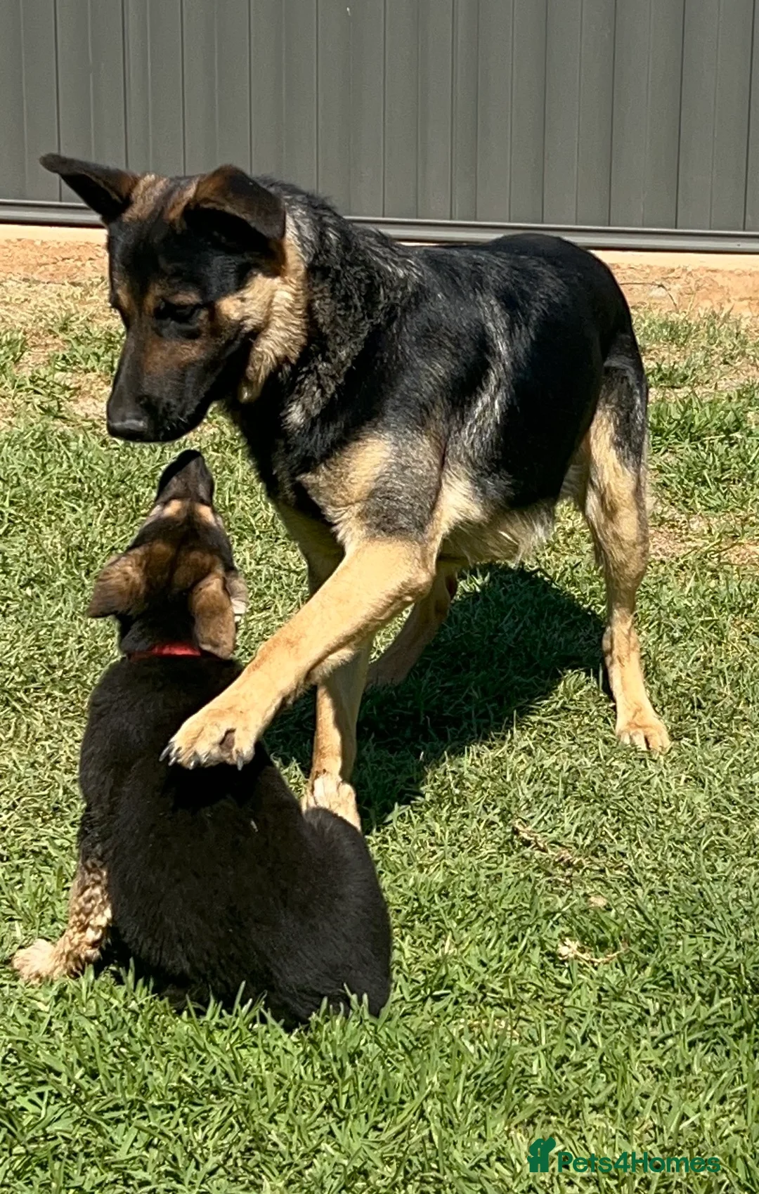 German Shepherd dogs for sale: 100% Healthy Pure Breed  German Shepherd Puppies  - Advert 1