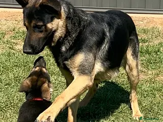 German Shepherd dogs 100% Healthy Pure Breed German Shepherd Puppies - Advert 1