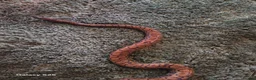 Boa Snake reptiles for sale: Brazilian rainbow boas in Basildon - Advert 3