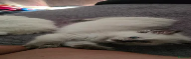Sealpoint 2