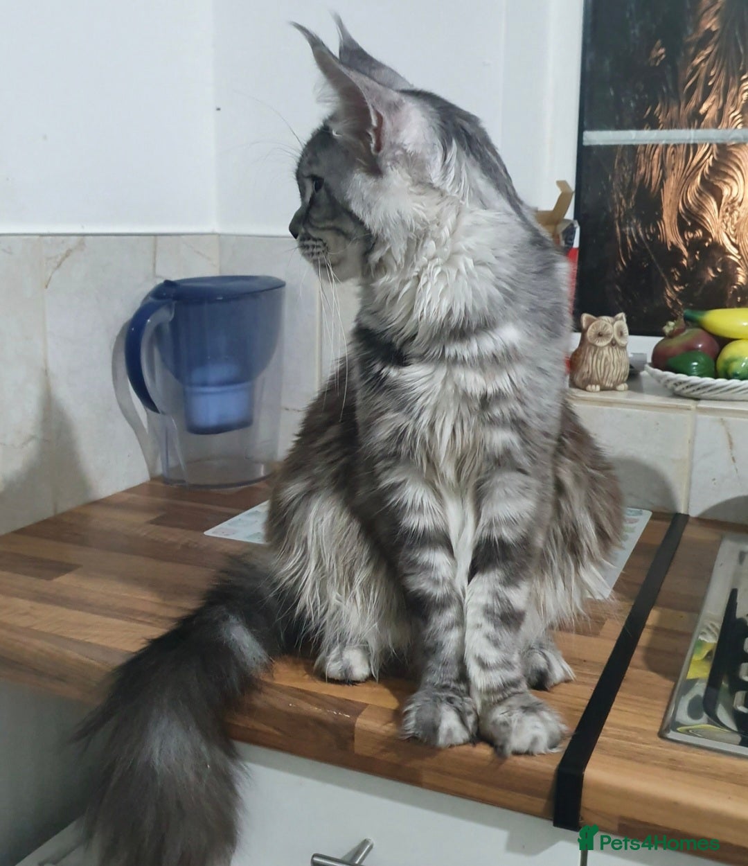 Maine Coon cats for sale: Registered maine coon kittens  - Image 10