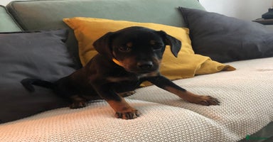 Mixed Breed dogs - Advert 8