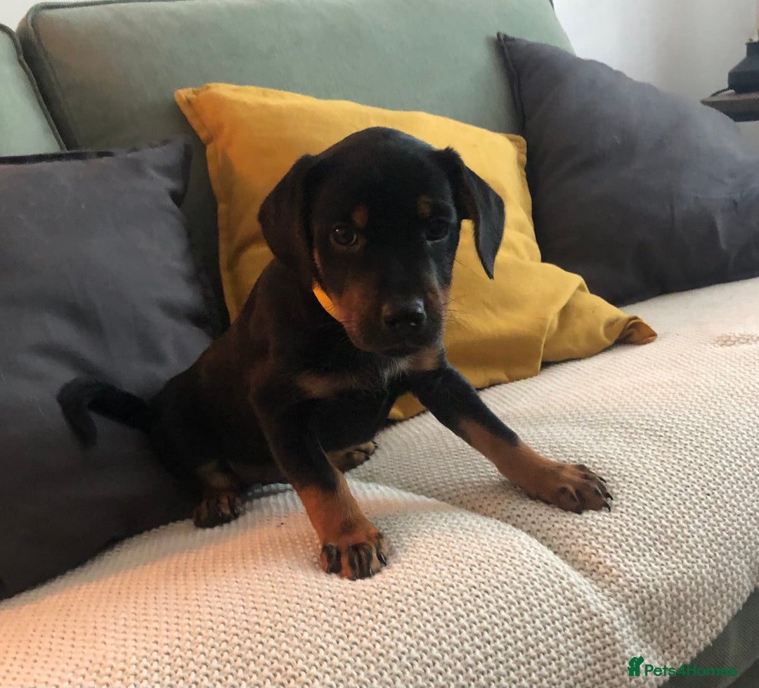Mixed Breed dogs for sale: Beautiful Staffordshire Bull Terrier cross - Image 3
