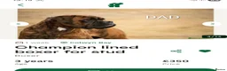 Boxer dogs for sale: 2 dark brindle pups for summer - Advert 4