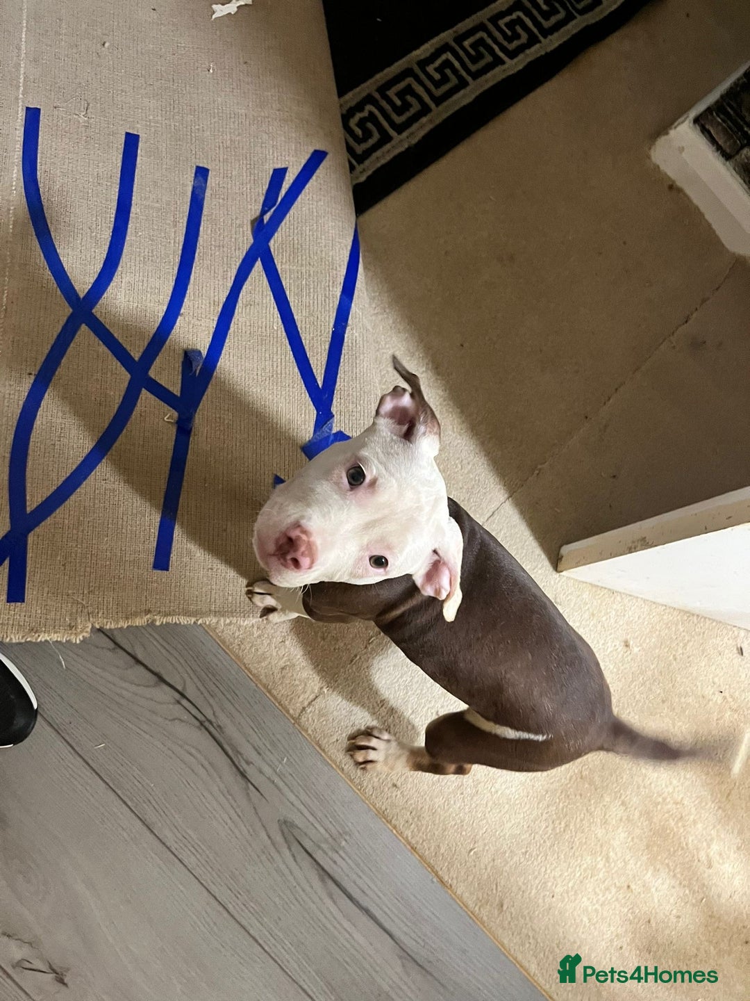 Mixed Breed dogs for sale: Mixed breed pups  - Advert 10