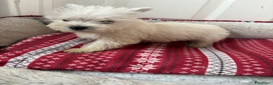 West Highland Terrier Puppy 1
