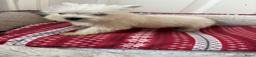 West Highland Terrier Puppy 1