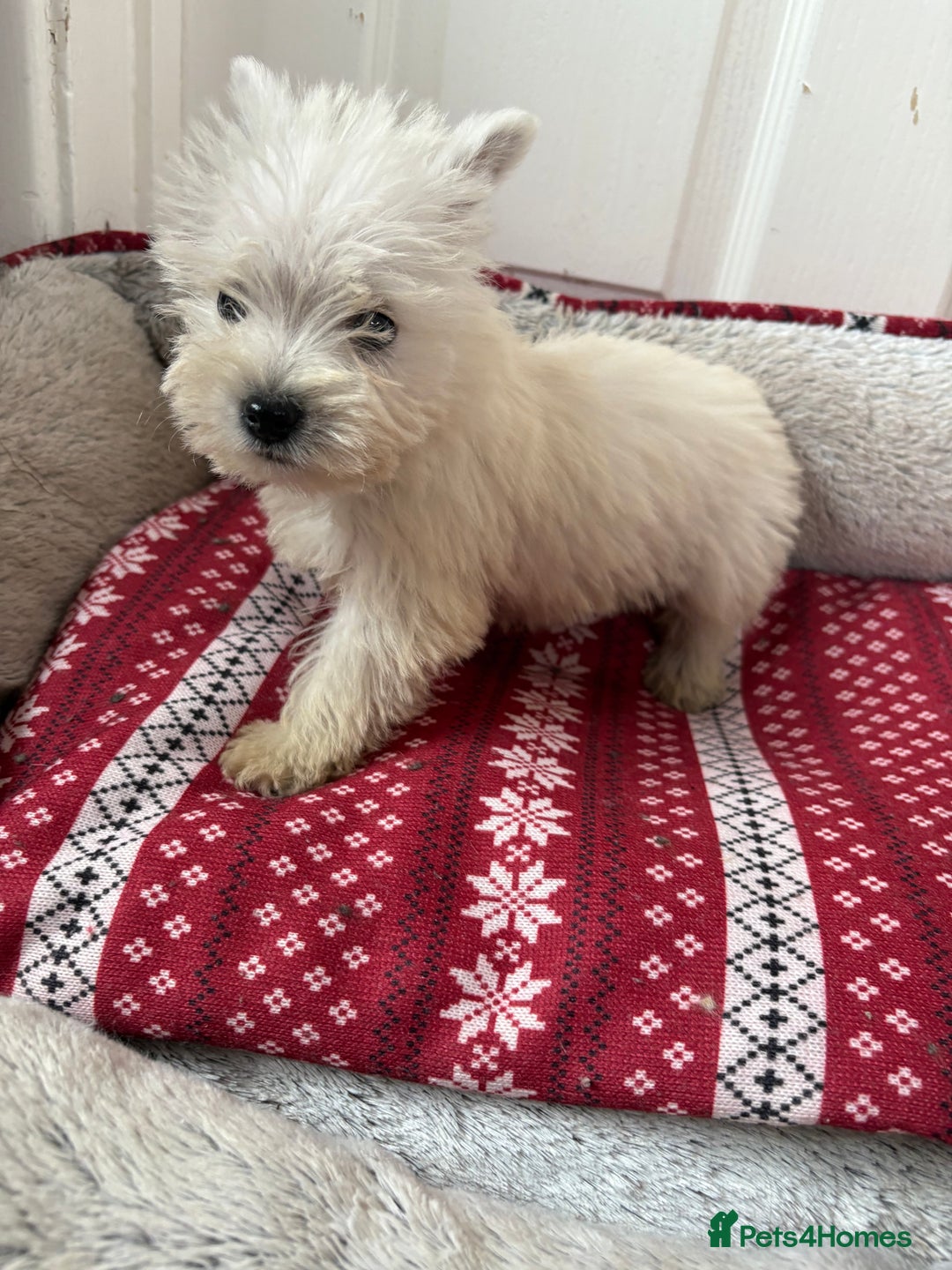 West Highland Terrier dogs for sale: Beautiful West highland terrier puppies  - Image 4
