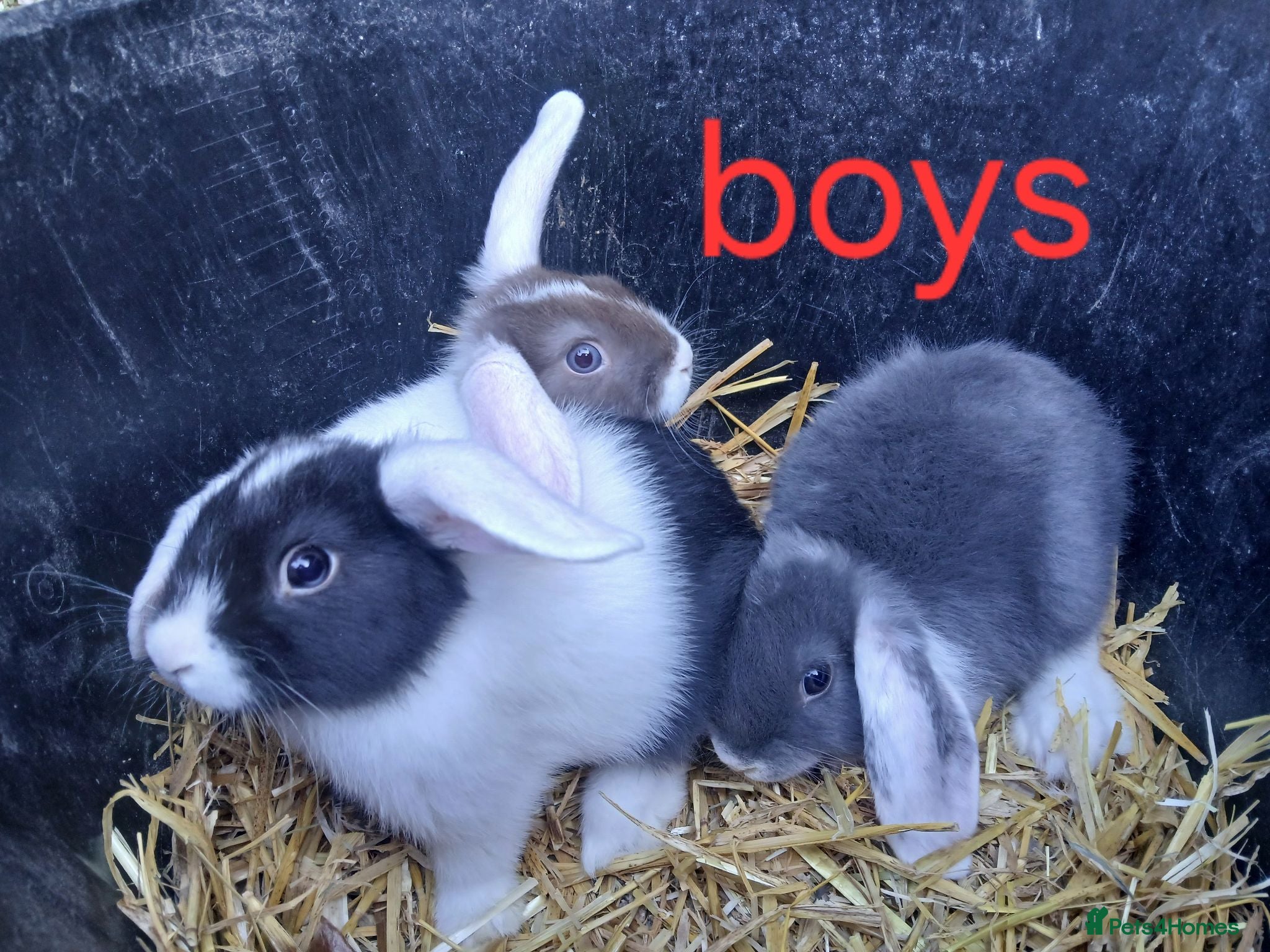 Mini Lop rabbits Mini lop bunnies - Advert 3