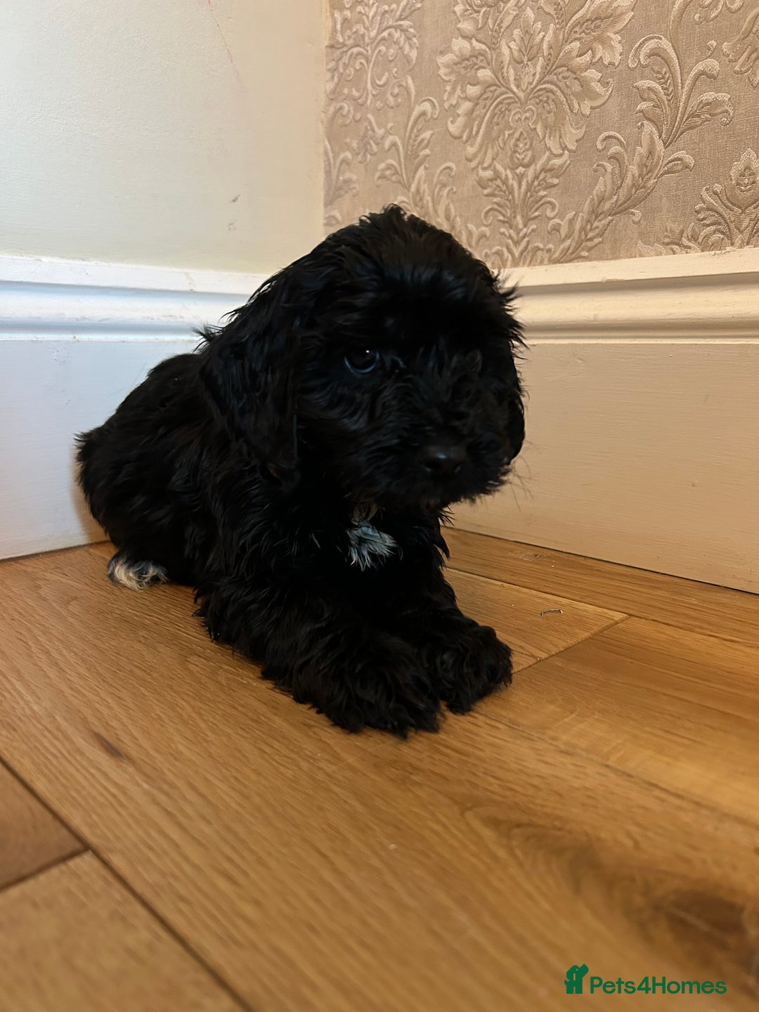 Cockapoo dogs for sale: BEAUTIFULL F1 COCKAPOO PUPPYS - Advert 18