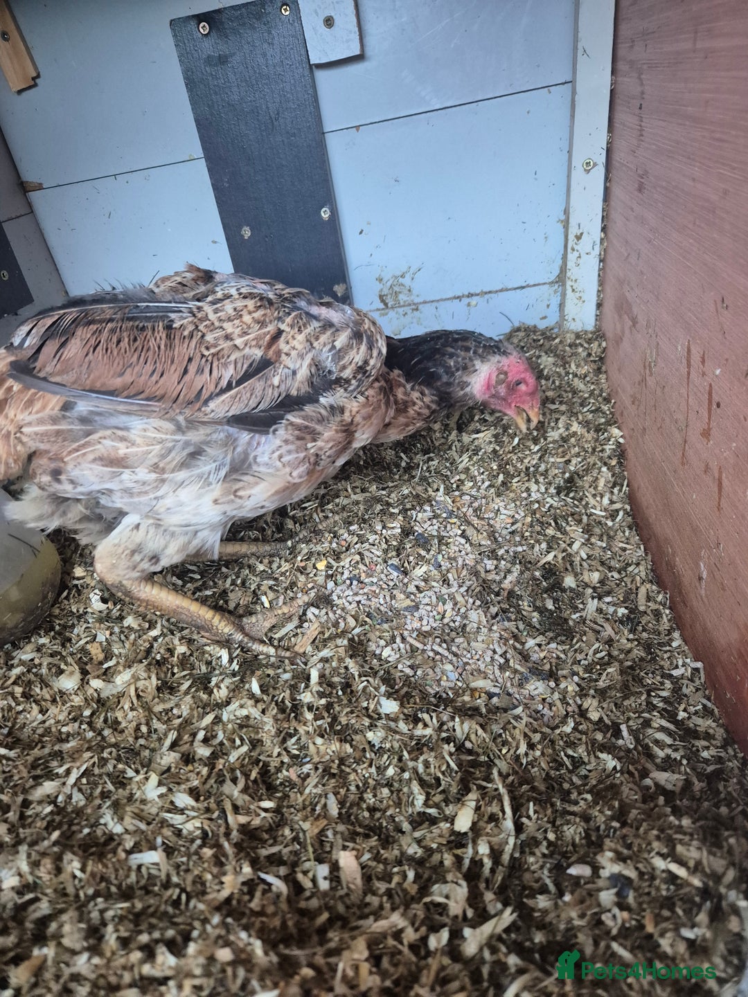 Chickens poultry for sale: Hint hen and 2 brazil chicks - Image 2
