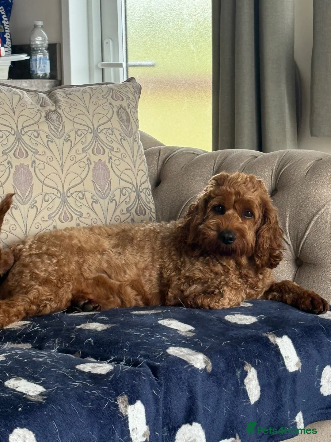 Cavapoo dogs for sale: Loving,Red,Cavapoo, Adult Girl - Advert 2