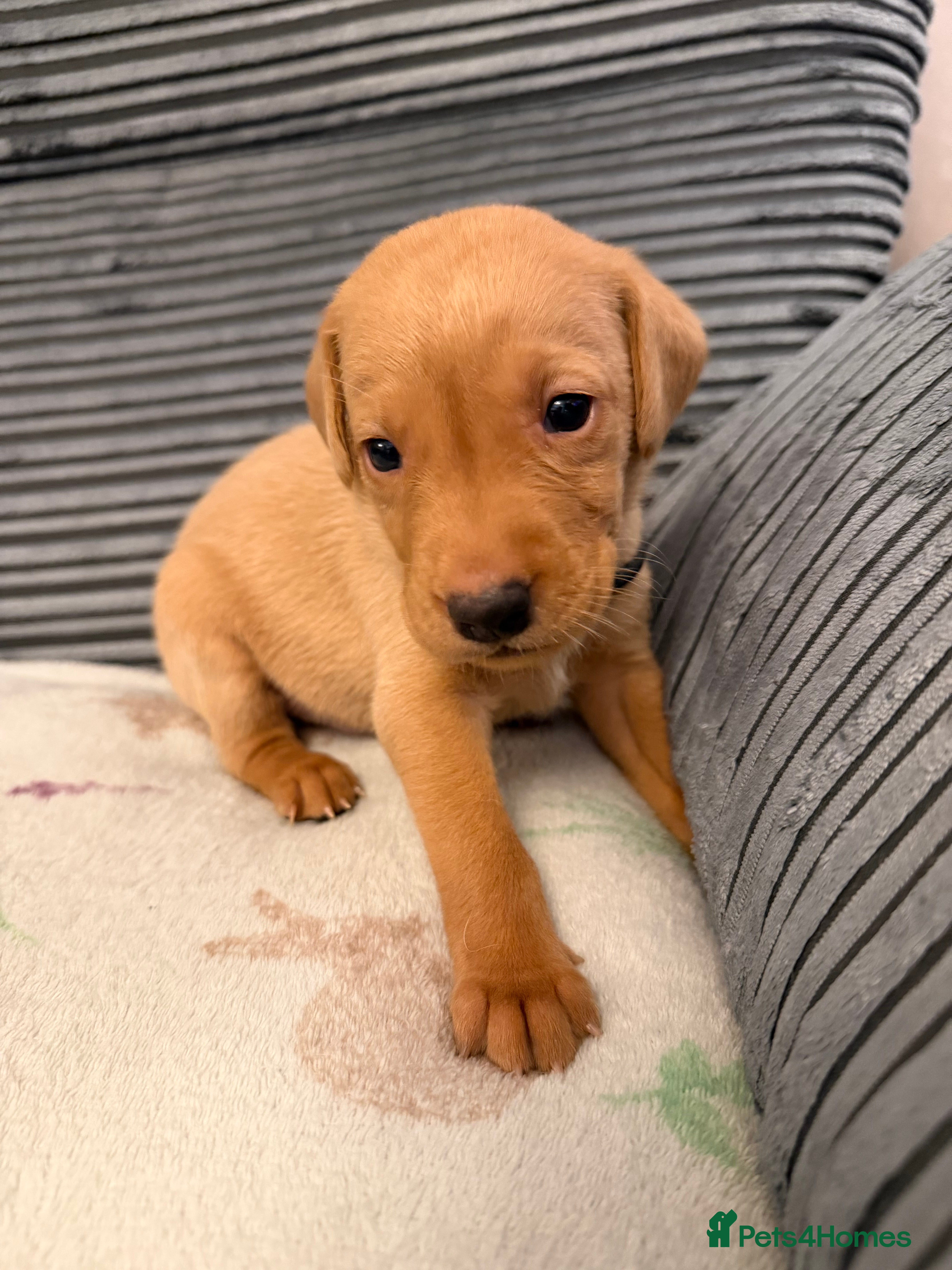 Labrador Retriever dogs KC REG LABS 3 GIRLS 4 BOYS LEFT - Advert 2