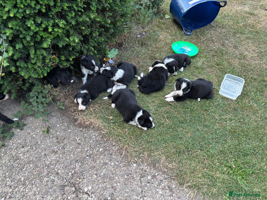 Border Collie dogs for sale: Border collie pups - Image 17