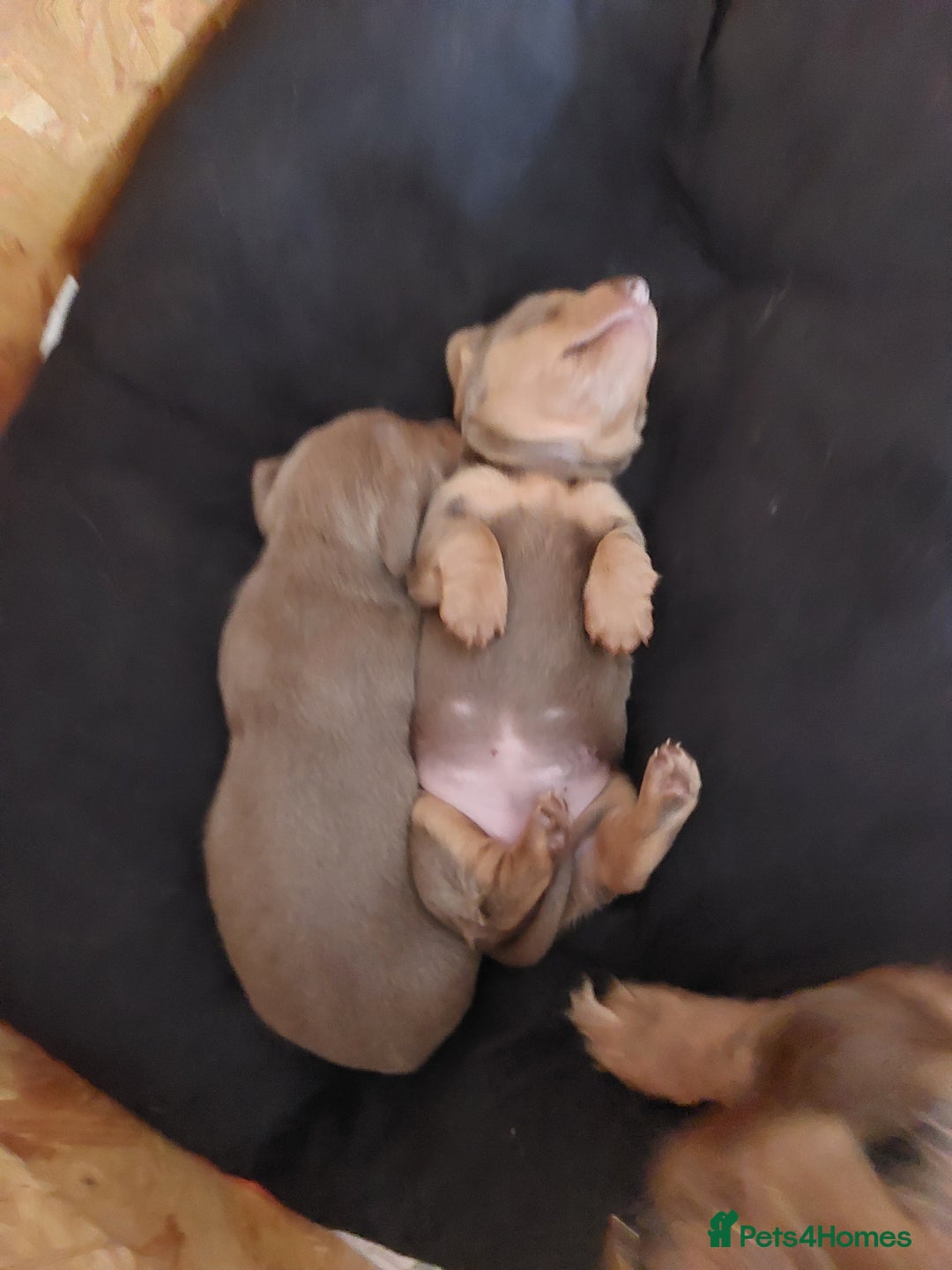 Miniature Dachshund dogs for sale: Mini short/long coat crossed dachshund  - Image 10