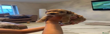 Jackapoo 3