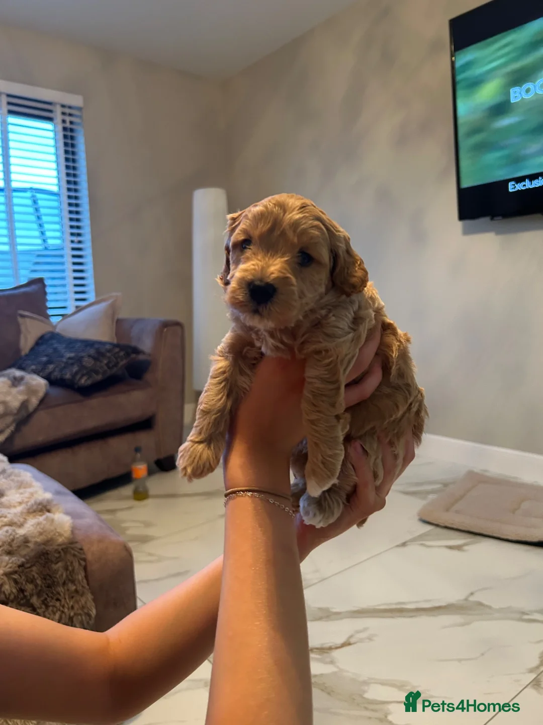 Jackapoo dogs for sale: Jacapoo puppies - Advert 1