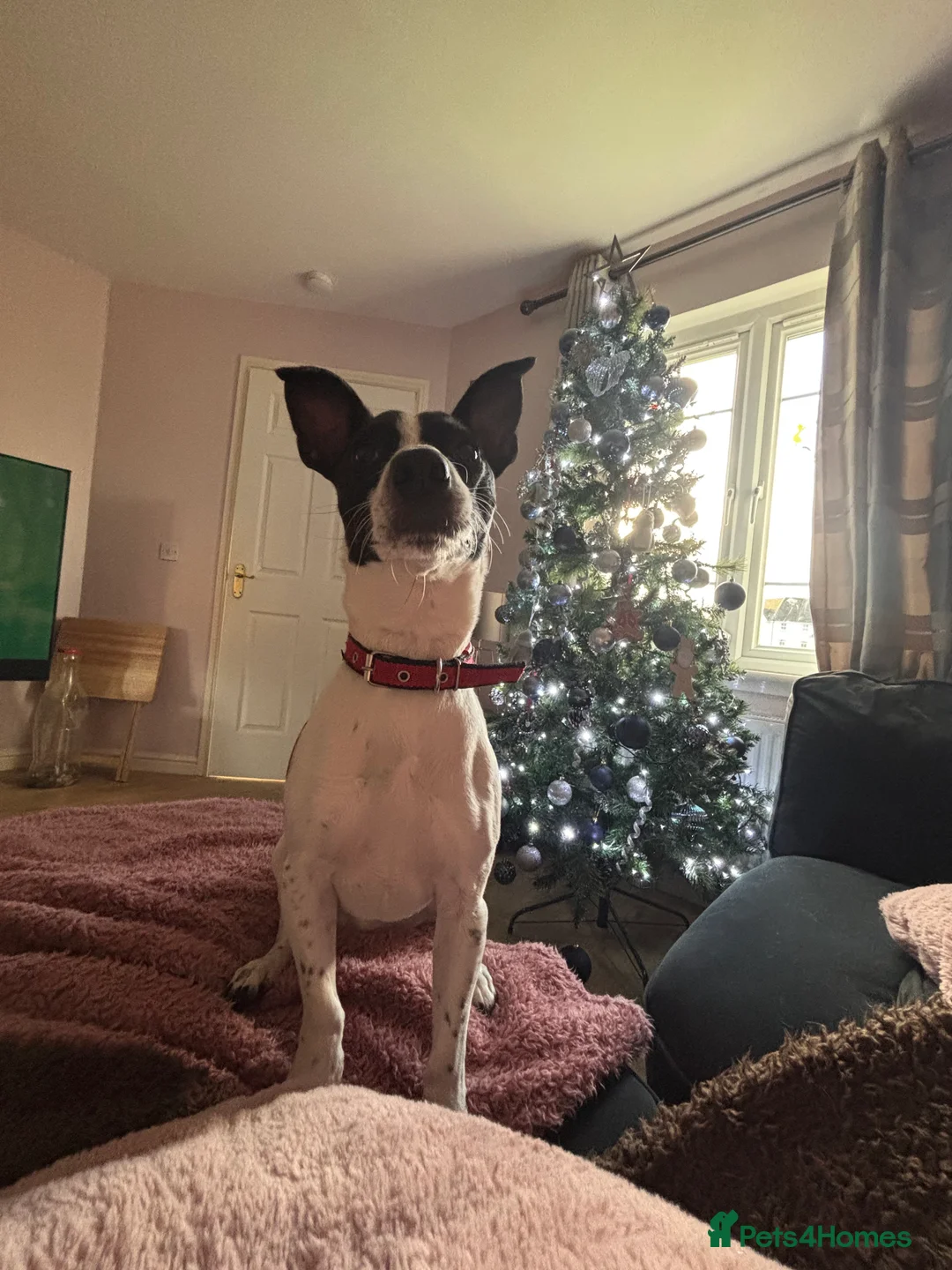 Mixed Breed dogs for sale: Please help Benny - Advert 5