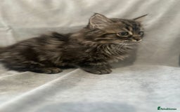 Napoleon cats for sale: 1 boy & 2 girls minuet kittens ready for new home - Advert 3
