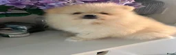 Pomeranian dogs for stud: ⭐⭐⭐ **** TEDDY FACED POMERANIAN STUD ⭐⭐⭐ - Advert 10