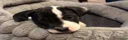 Mixed Breed dogs for sale: American bulldog x Presa canario puppy’s  in Birmingham - Advert 9