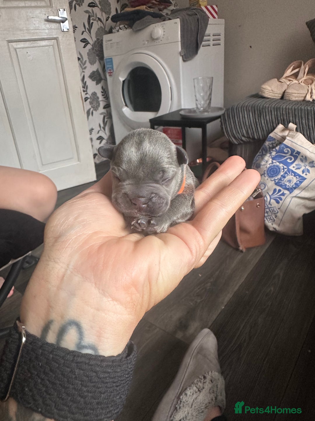 French Bulldog dogs for sale: French bulldog pups for sale  - Image 4