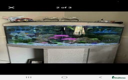 Other/Mixed Breed fish for sale: Beautiful tropical bow front corner fish tank - Image 1