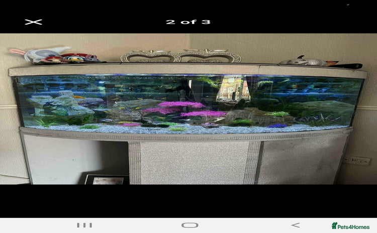 Other/Mixed Breed fish - Advert 3