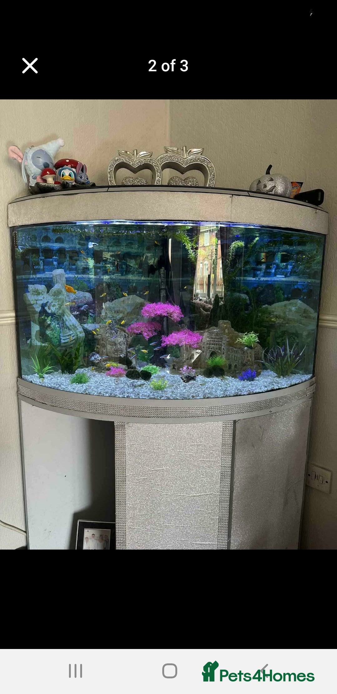 Other/Mixed Breed fish for sale: Beautiful tropical bow front corner fish tank - Image 1