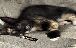 Domestic Shorthair cats for sale: Healthy 12-Week-Old Kittens — (Wormed, Ready Now!) - Image 7