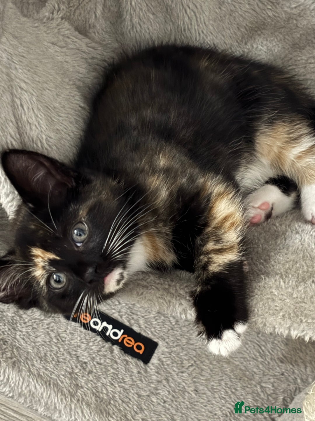 Domestic Shorthair cats for sale: Healthy 12-Week-Old Kittens — (Wormed, Ready Now!) - Image 7