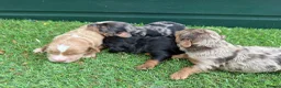 Cockapoo dogs for sale: Stunning Toy Cockapoo pups - Advert 9