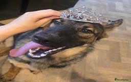 German Shepherd dogs for sale: Girl KC German Shepherd, 9 months - Image 5