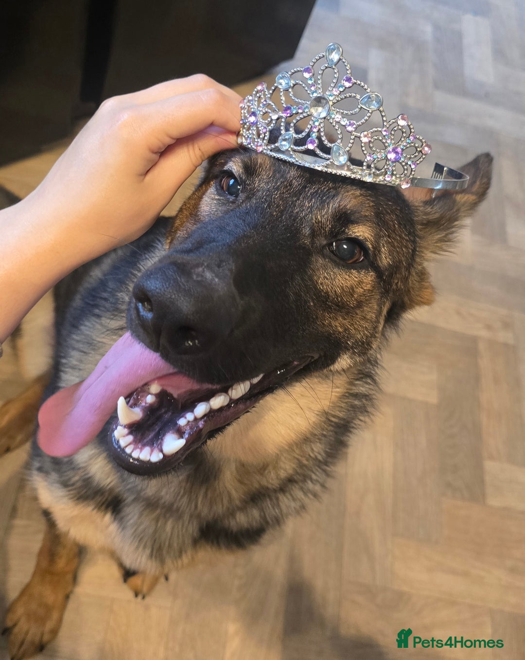 German Shepherd dogs for sale: Girl KC German Shepherd, 9 months - Image 5