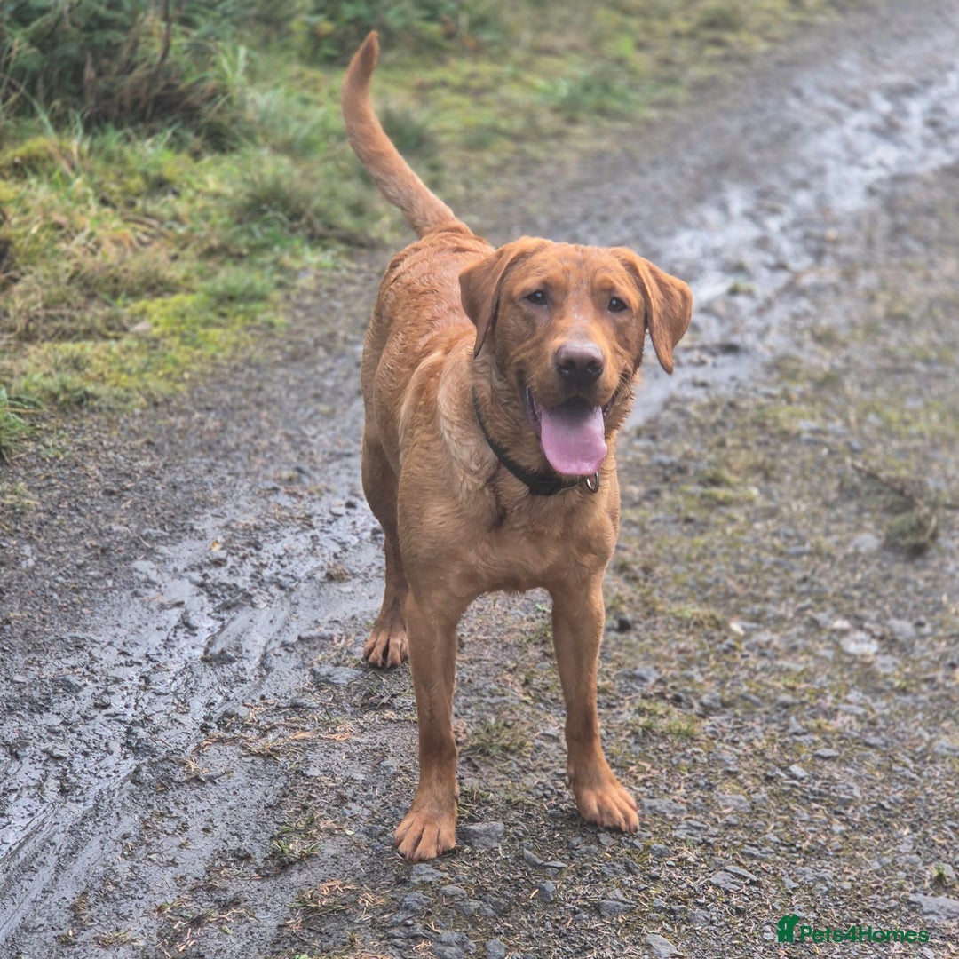 Labrador Retriever dogs for stud: Fully Health Tested Red Fox Lab Stud - Advert 4