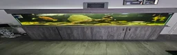 Cichlids fish for sale: Forsale  full set up   in Stanley - Advert 2