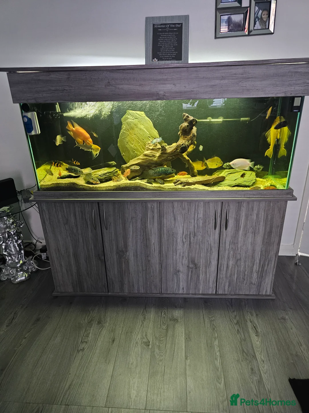 Cichlids fish for sale: Forsale  full set up   in Stanley - Advert 2