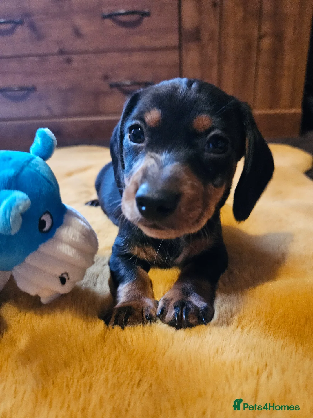 Miniature Dachshund dogs for sale: Dachshund miniature Pups Black & tan 11th of April in Ashford - Advert 2