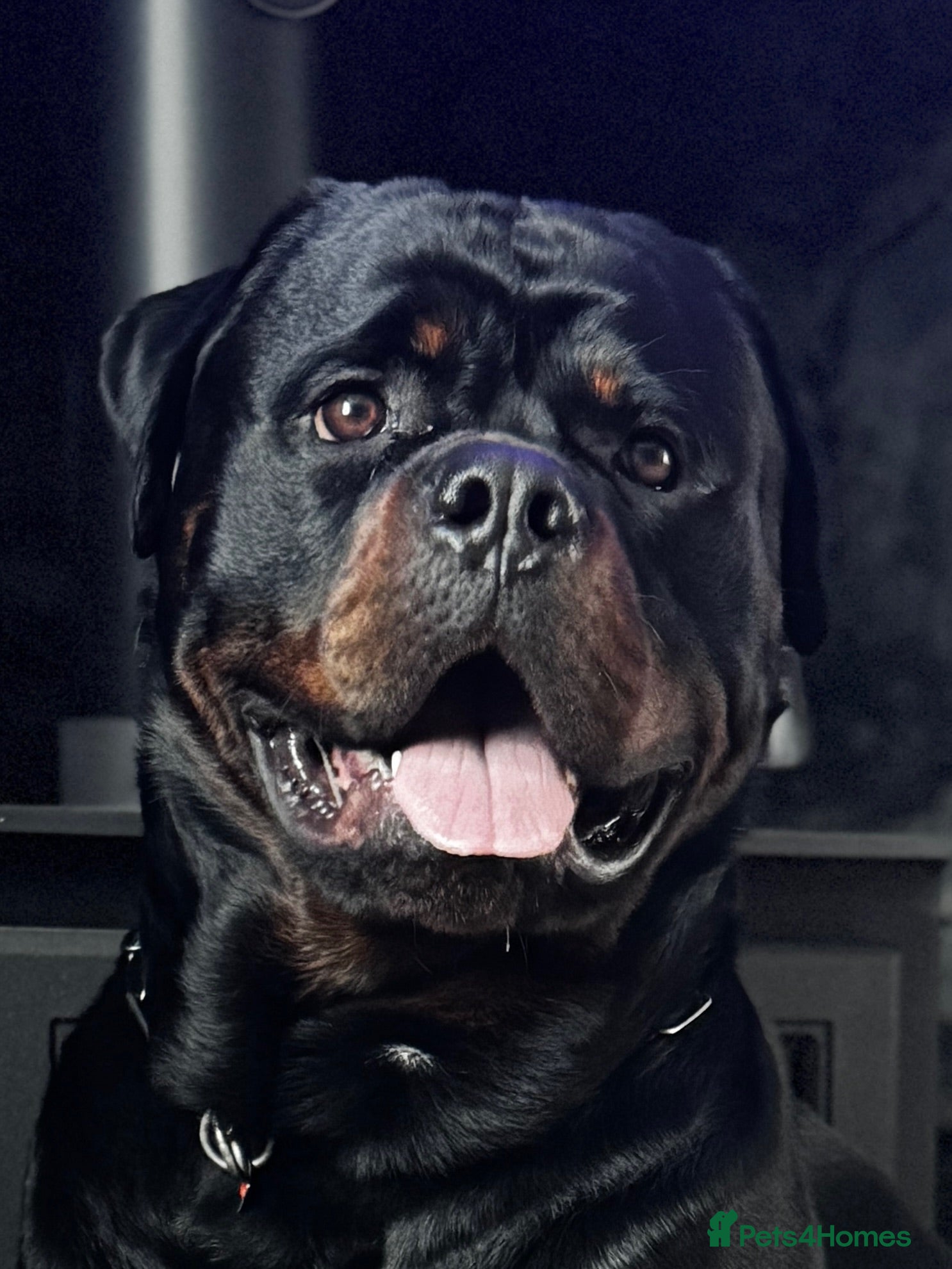 Rottweiler dogs Alfie  - Advert 2