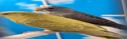 Budgerigars birds for sale: Black Face Dunfallow/BW Male+ Black wing/BF female - Advert 4