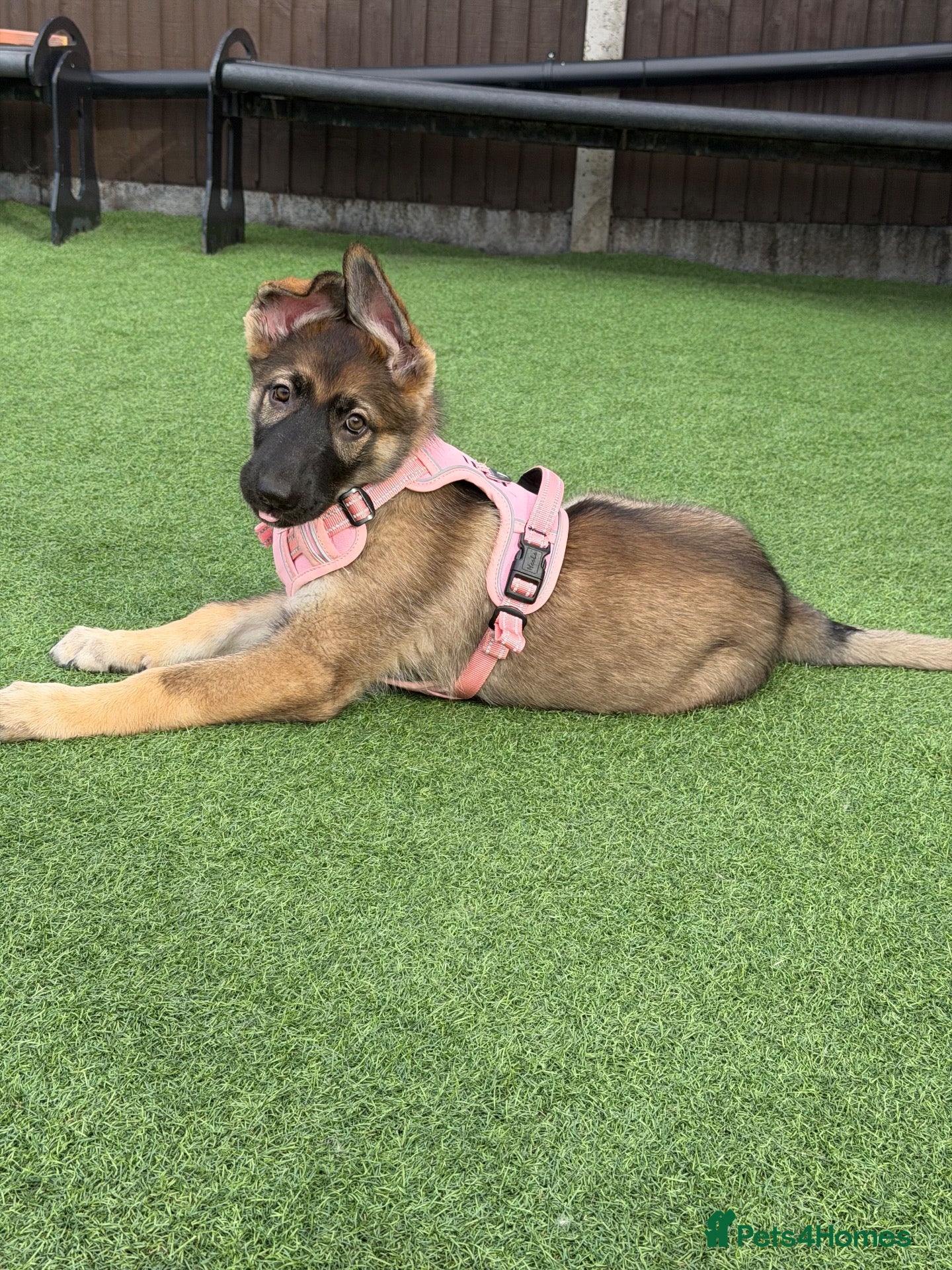 German Shepherd dogs 5Star⭐️Original Straight-Back German Shepherds  - Advert 2