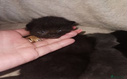 Scottish Fold cats for sale: Schotish fold  - Image 4