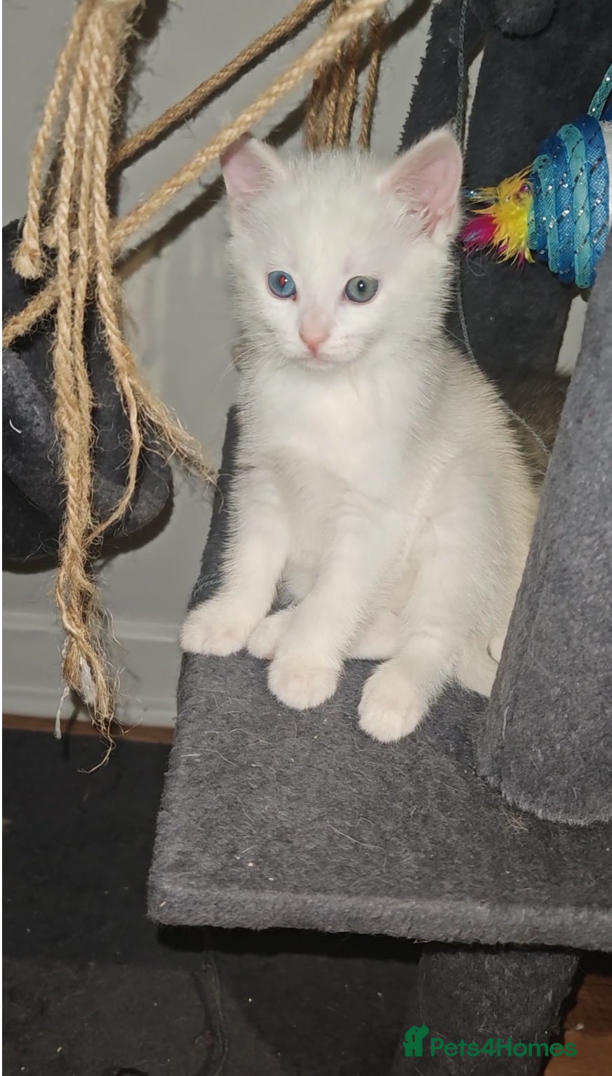 Khao Manee cats Beautiful kittens (ready to leave 9.02.2026) - Advert 1