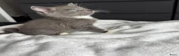 Russian Blue cats for sale: Russian blue x tabby cute kittens  - Advert 2