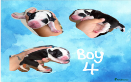 Staffordshire Bull Terrier dogs for sale: Staffie Pups - Image 5