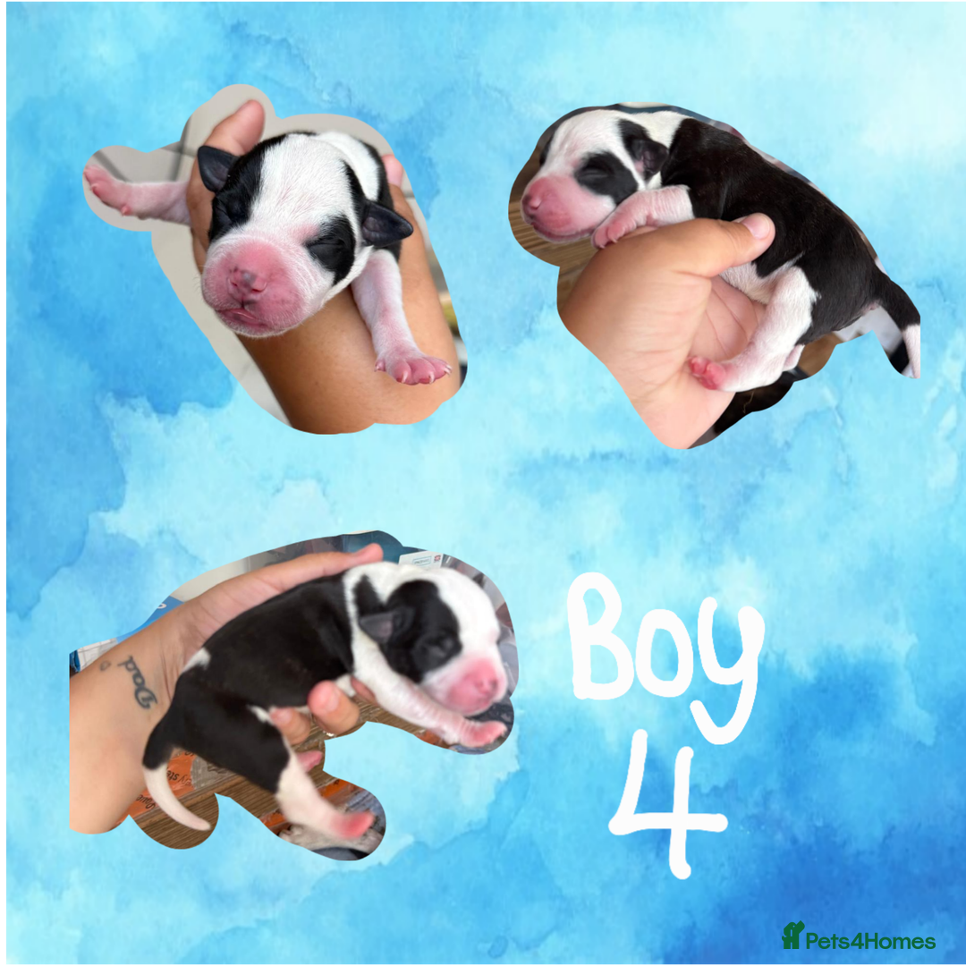 Staffordshire Bull Terrier dogs for sale: Staffie Pups - Image 5