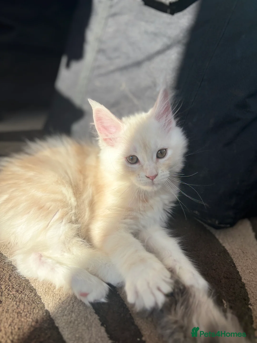 Maine Coon cats for sale: 2 stunning Maine coon kittens for sale  in Ripley - Advert 6